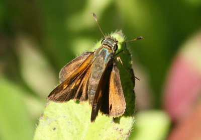 Wallengrenia drury; Antillean Broken-Dash; female