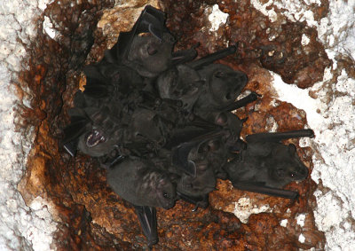Jamaican Fruit Bats