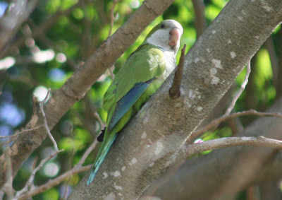 Monk Parakeet; exotic