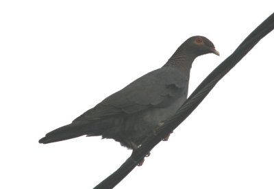 Scaly-naped Pigeon