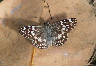 Pyrgus oileus; Tropical Checkered-Skipper; female