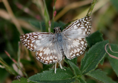 Pyrgus oileus; Tropical Checkered-Skipper; male