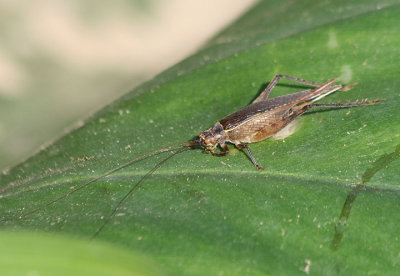 Tree Cricket species