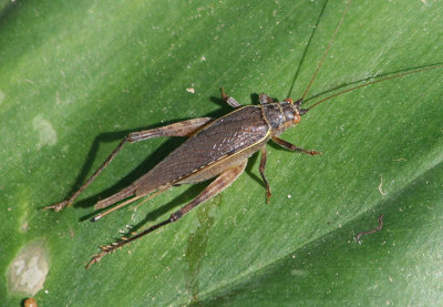 Tree Cricket species