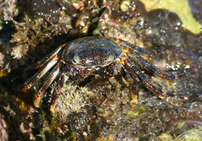 Sally Lightfoot Crab