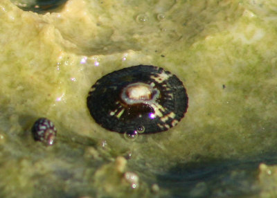 Black-ribbed Limpet