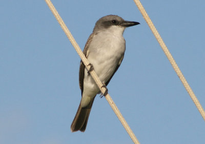 Gray Kingbird