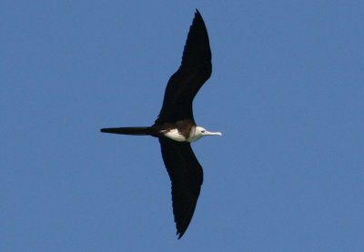 Magnificent Frigatebird; immature