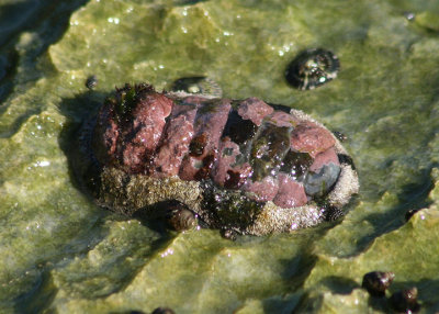 Fuzzy Chiton