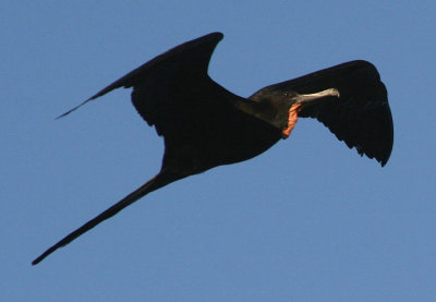 Magnificent Frigatebird; male