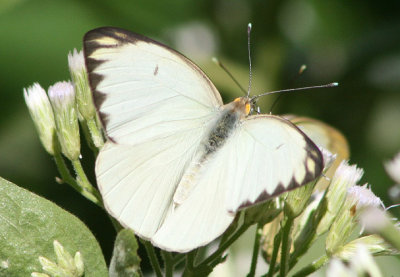 Ascia monuste virginia; Great Southern White; male