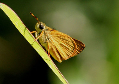 Choranthus vitellius; V-mark Skipper