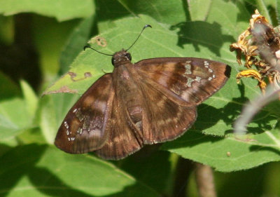 Ephyriades arcas; Caribbean Duskywing; female