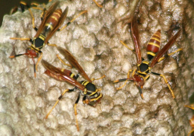 Mischocyttarus Paper Wasp species