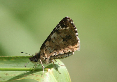 Pyrgus oileus; Tropical Checkered-Skipper