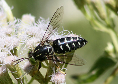 Bembicini Sand Wasp species
