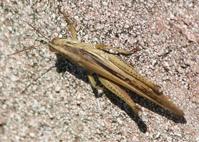 Schistocerca Bird Grasshopper species