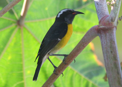 Bananaquit