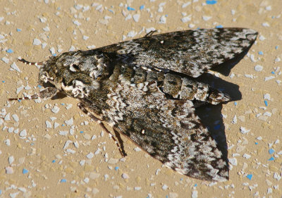 Manduca rustica; Rustic Sphinx