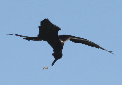 Magnificent Frigatebird; male 