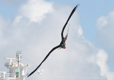 Magnificent Frigatebird; male 