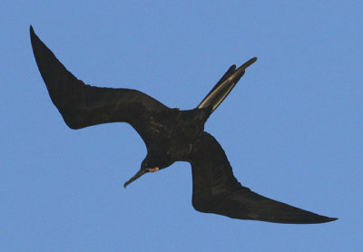 Magnificent Frigatebird; male 