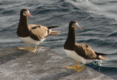 Brown Boobies