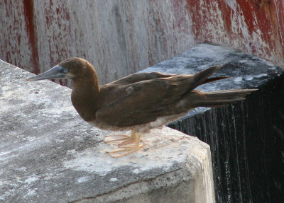 Brown Booby; immature