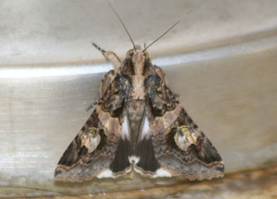 Melipotis famelica; Noctuid Moth species