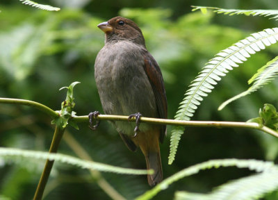 Lesser Antillean Bullfinch; female