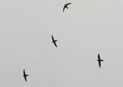 Lesser Antillean Swifts