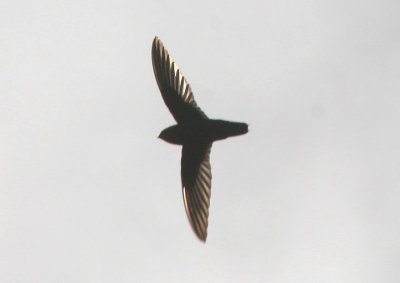Lesser Antillean Swift