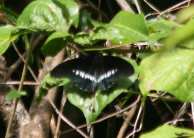 Battus polydamas neodamas; Polydamus Swallowtail