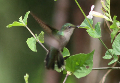 Antillean Crested Hummingbird; female