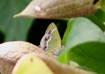 Chlorostrymon simaethis simaethis; Silver-banded Hairstreak