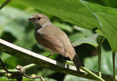 Barbados Bullfinch; endemic