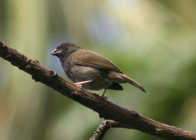 Black-faced Grassquit; young male