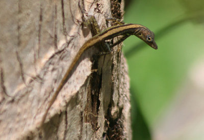 Barbados Anole; endemic