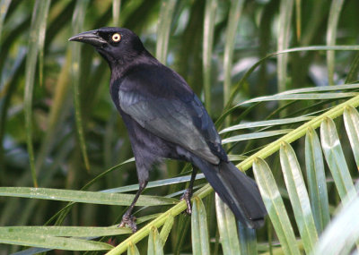 Carib Grackle; male