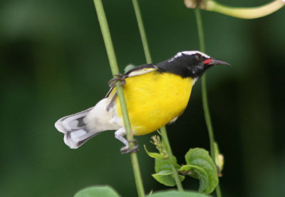 Bananaquit