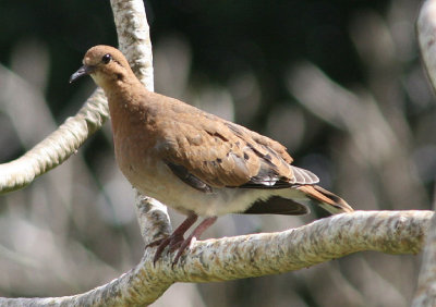 Zenaida Dove