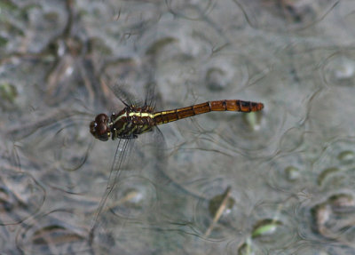 Orthemis ferruginea; Roseate Skimmer; female