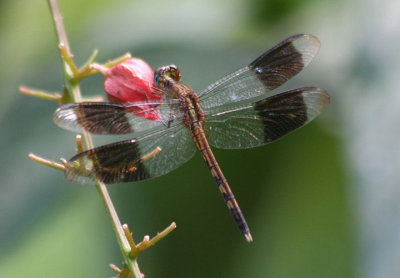 Erythrodiplax umbrata; Band-winged Dragonlet; immature male 