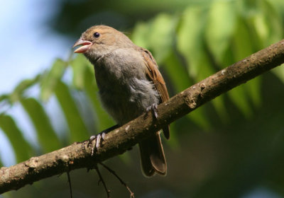 Barbados Bullfinch; endemic 