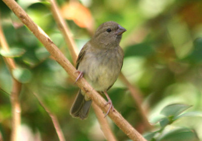 Black-faced Grassquit; female