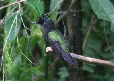 Antillean Crested Hummingbird; male