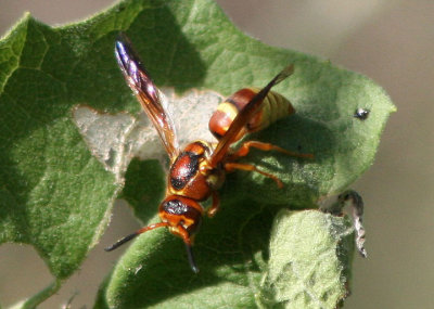 Euodynerus pratensis; Mason Wasp species
