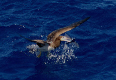 Brown Booby with Flying Fish
