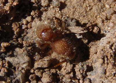 Chyphotes Velvet Ant species; female