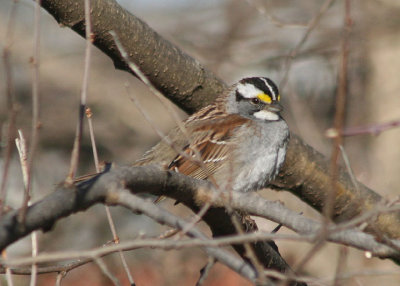 White-throated Sparrow